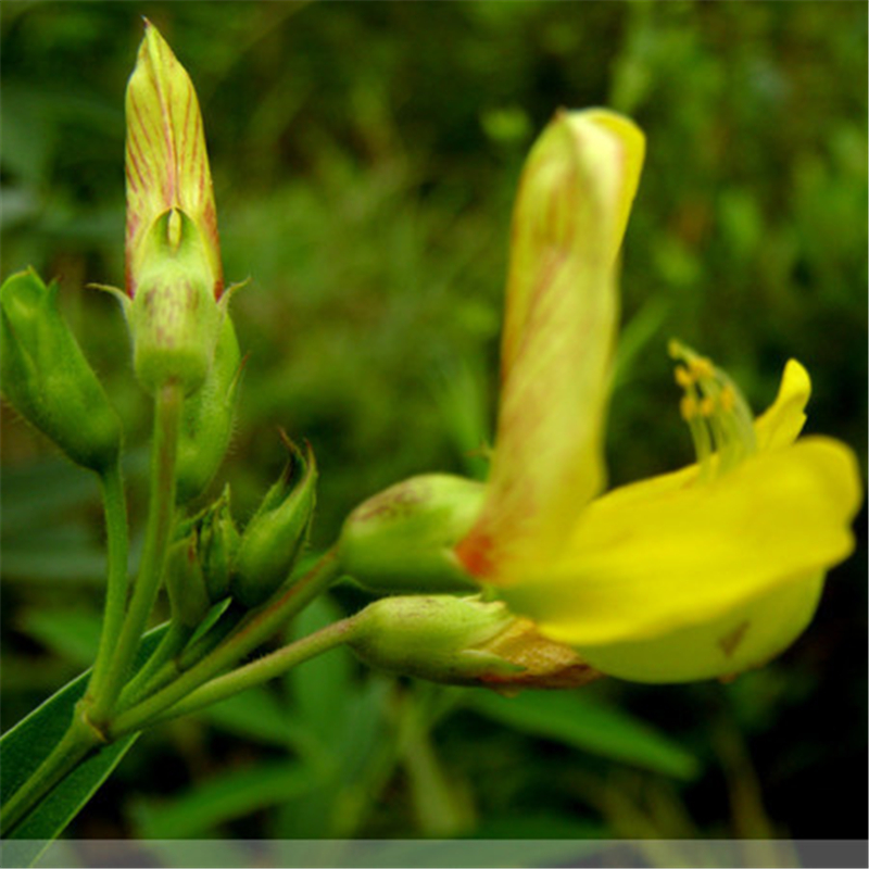 猪屎豆种子中药种子绿肥植物种子 一斤