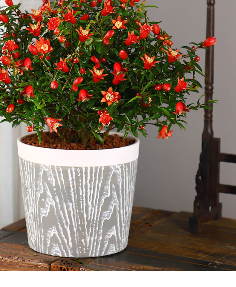 石榴花盆栽花卉植物室内四季开花爆盆室外阳台花易活家养净化空气2年