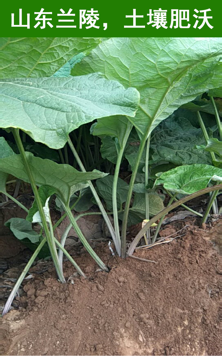 牛蒡根新鲜5斤兰陵现挖2019苍山农产野生黄金牛榜旁膀磅茶片
