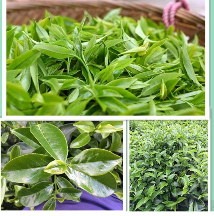 有仁堂雪片大乌叶潮汕单枞茶特级乌岽单丛茶单纵茶高山鸭屎香500g年货