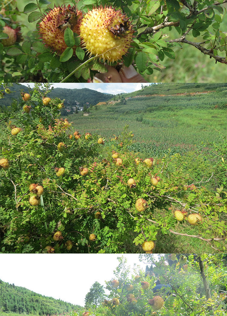 贵州特产刺梨鲜果野生刺梨果新鲜刺梨泡水维c刺梨果现摘5斤 10斤精选