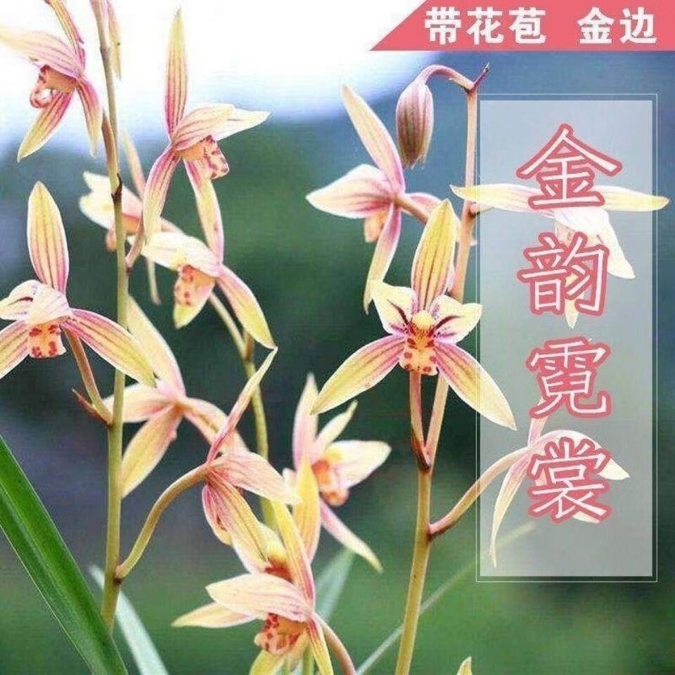 兰花 七仙女 四季兰 浓香兰花苗花卉 老种 市长红 1苗新手试养【图片