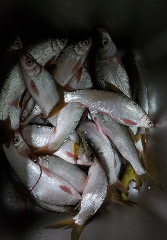 釣單開青尾餌料青尾魚餌料野釣配方青尾鯝拉餌黃尾餌料鯪魚餌 青尾黃