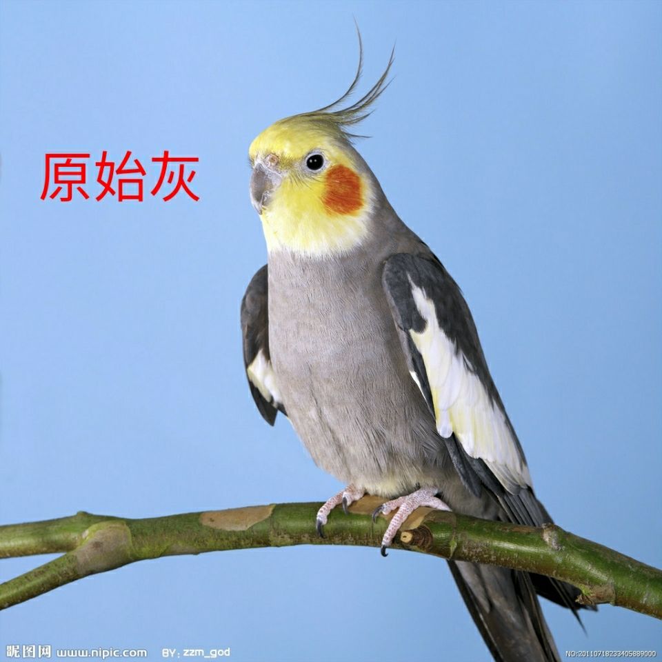 玄凤鹦鹉活体珍珠黄化原始灰宠物活物青年鸟2-3个月可以笼养手养 青年