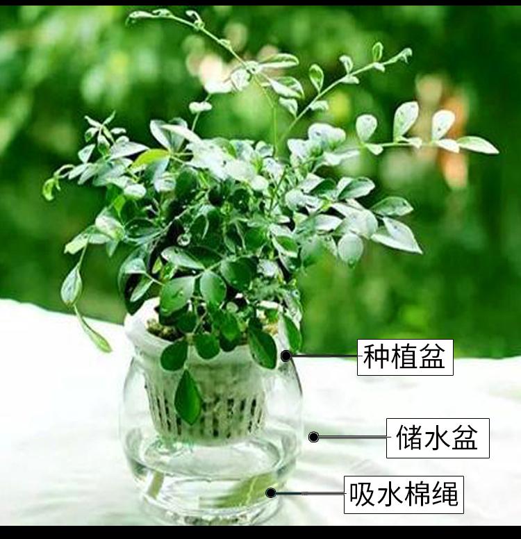 吸水棉绳水培吸水线棉绳阳台养花浇花自动吸水棉线盆栽植物棉线绳5mm