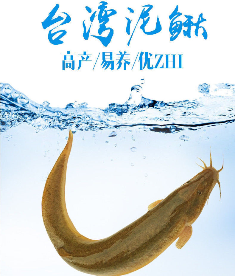 荣郁台湾快大泥鳅水花 小泥鳅苗 本地泥鳅水花苗四大家鱼水花耐寒易养