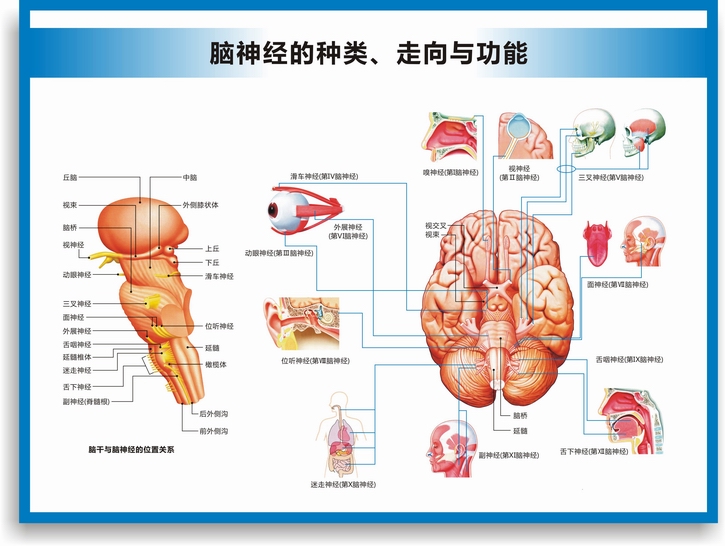 头颅层次结构图图片