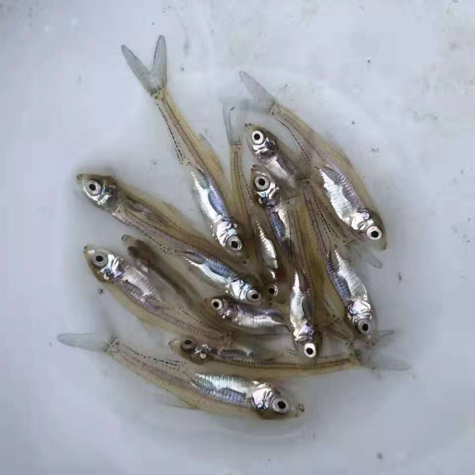 子鱼翘壳路亚养殖淡水活体水花饲料鱼苗 翘嘴鱼2
