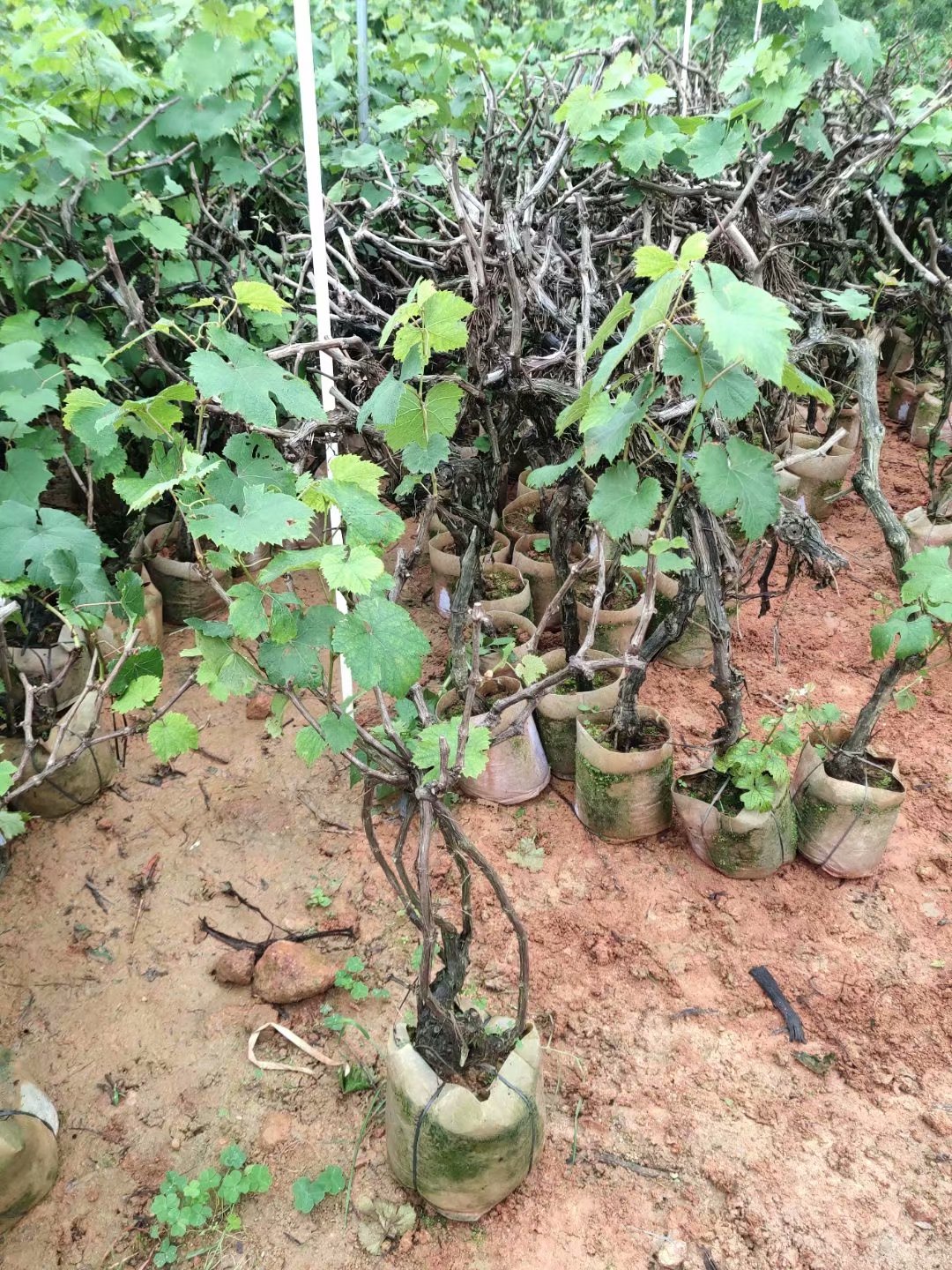 水晶葡萄树苗特大巨峰夏黑葡萄苗四季爬藤阳光玫瑰南盆栽北方种植