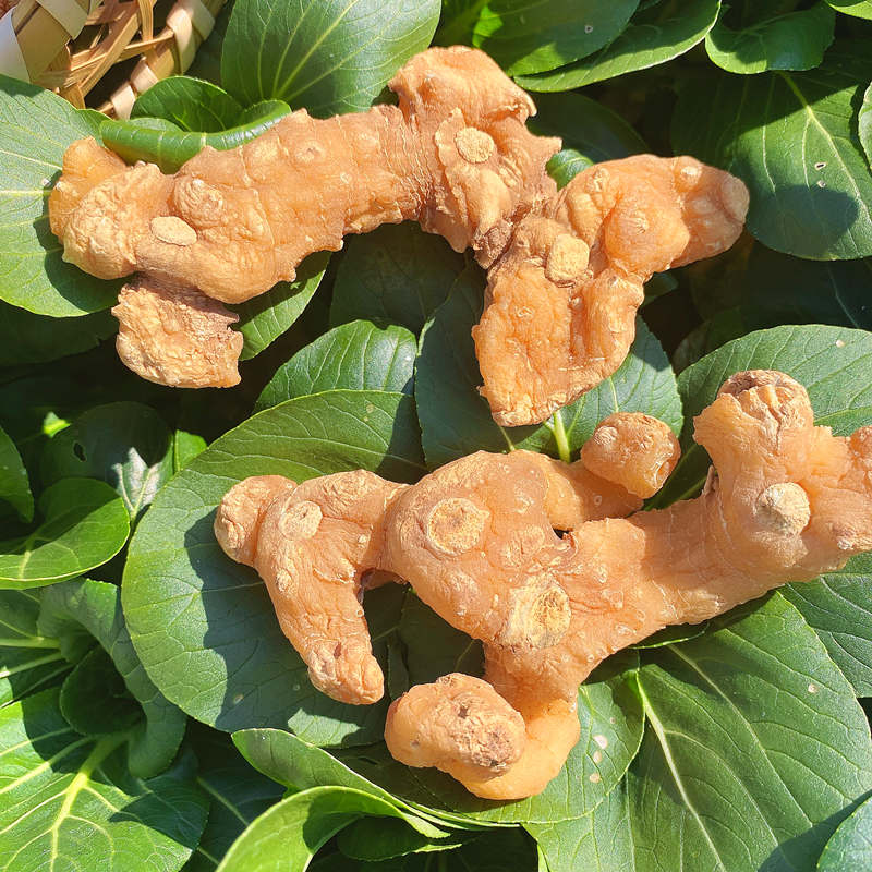 黄精野生干货生黄金九华山黄精茶老虎姜泡酒鸡头非黄精中药材