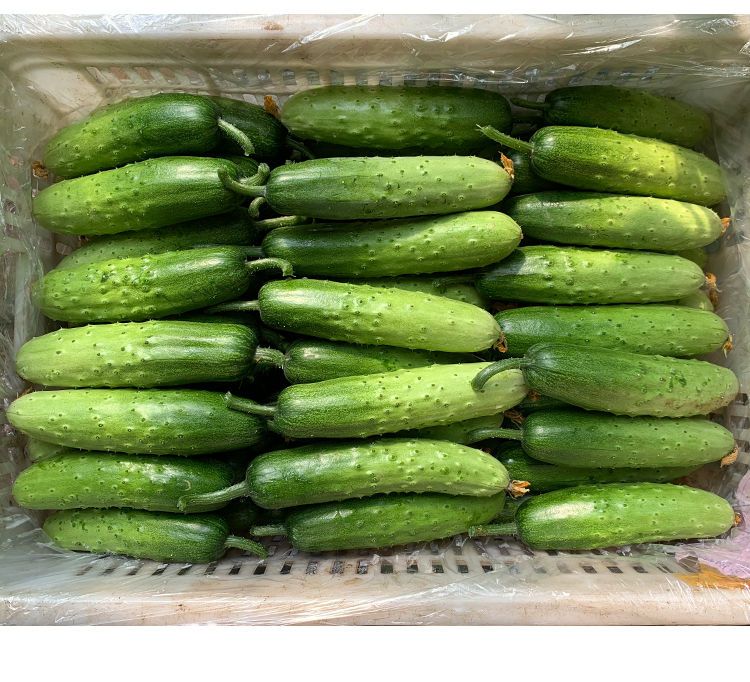 水果黄瓜新鲜青瓜现摘山东小黄瓜生吃孕妇水果蔬菜东北旱当季特产