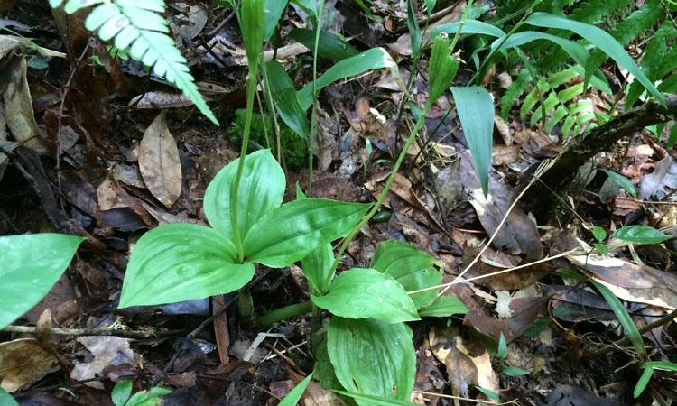 伟博鲜品见血清新鲜中草药见血青鲜品新鲜见血清1市斤