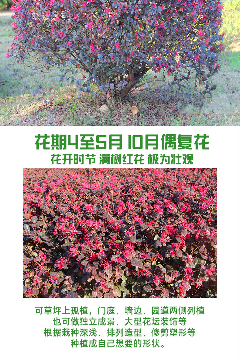 红花继木球红花檵木树苗老桩盆景庭院园林绿化带工程苗木围墙植物继木