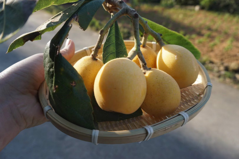 福建莆田白梨枇杷白玉枇杷贵妃白新鲜现摘无膨大剂顺丰9斤