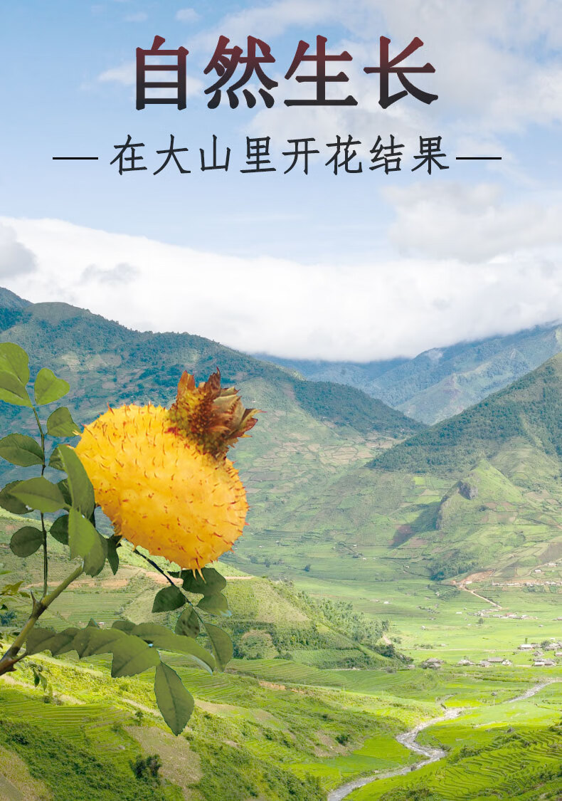 暖民刺梨干1000克袋装贵州特产级野新鲜生刺梨果干泡茶泡酒