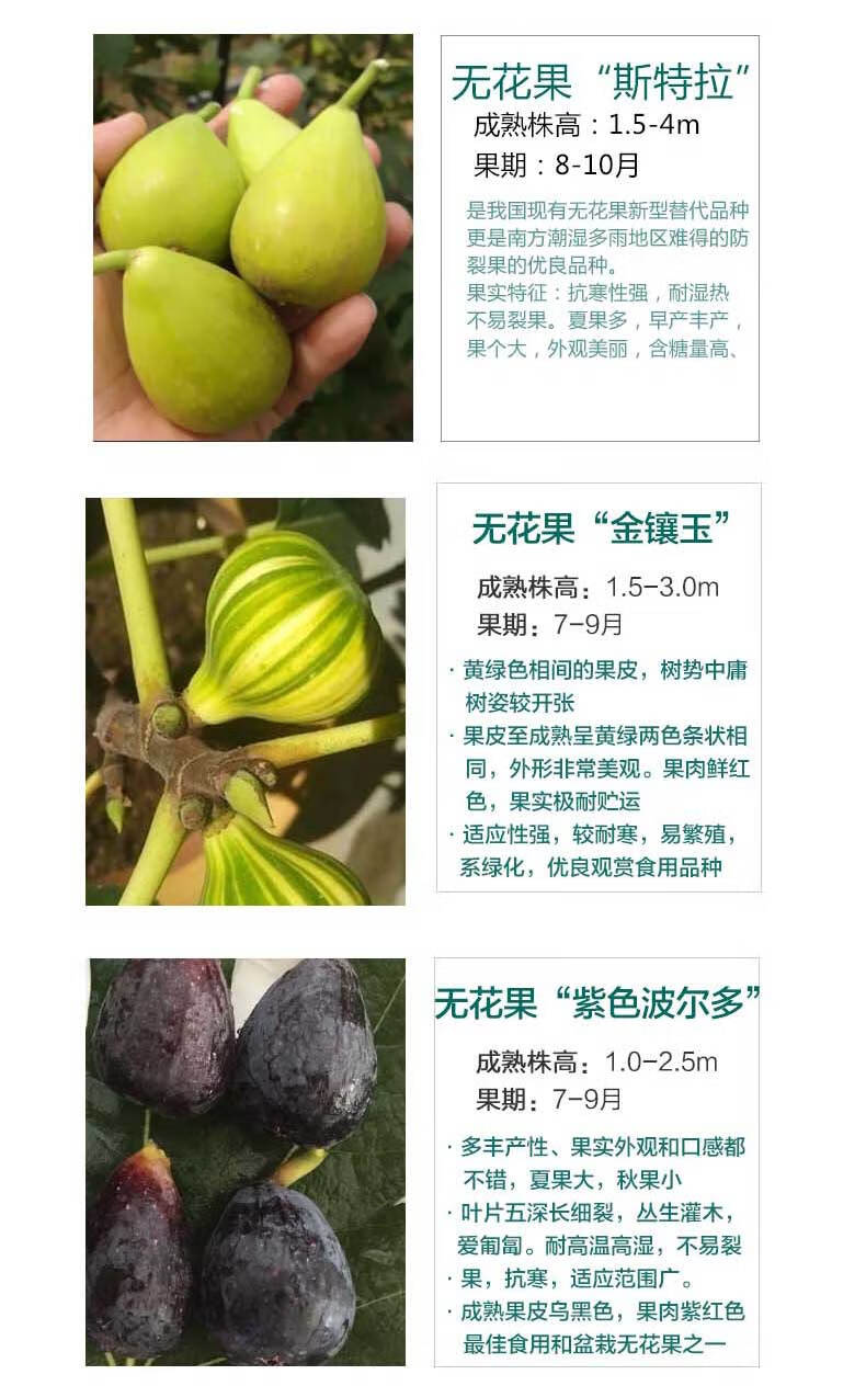 无花果树果苗盆栽当年结果特大果树苗北方地栽庭院无花果苗 波姬红【5