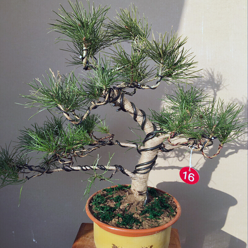 hqc五针松盆景树桩造型 古桩五针松盆景实物 老桩短针五针松盆景 那须