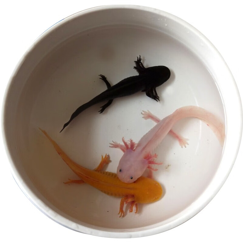 麦叮卡六角恐龙鱼苗宠物冷水观赏鱼淡水鱼黄金龙1条1417cm