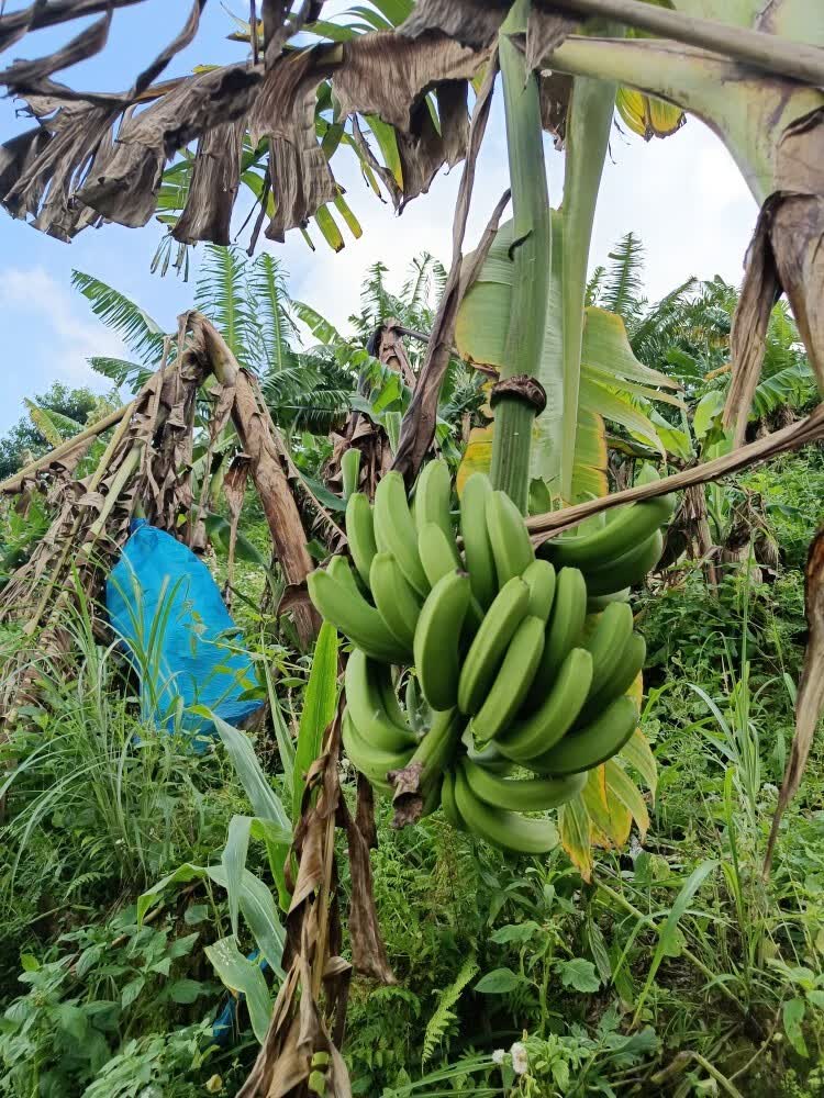 云南高山香蕉当季新鲜水果气泡柱精选装熟屏边banana整箱10斤 9斤