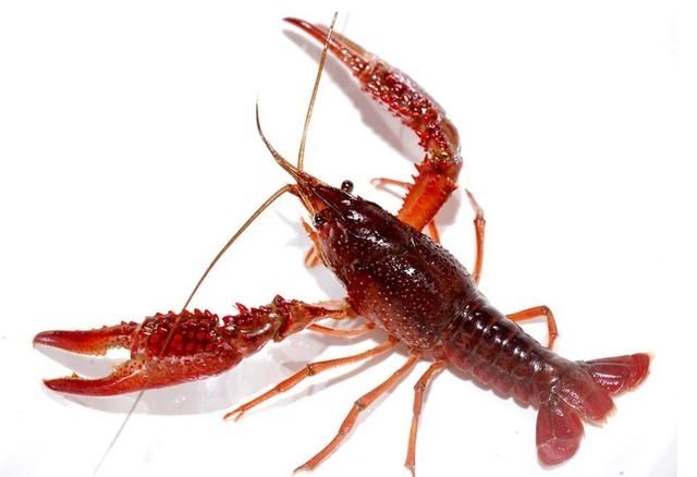 湖北潜江特产鲜活小龙虾新鲜中青中红两虾水产批发食用2斤4斤2斤装中