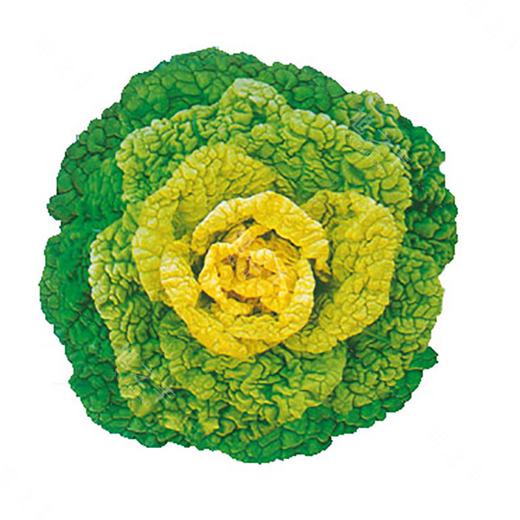 黄心乌种子塌地乌黄心菊花菜乌塌菜皱叶小白菜农家庭院蔬菜种子黄心乌