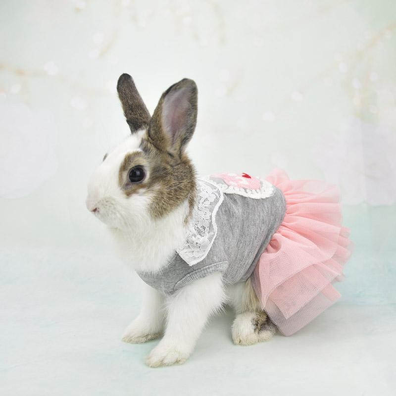 宠物兔子穿的衣服2019新款春夏透气兔子衣服茶杯犬吉娃娃奶狗奶猫宠物