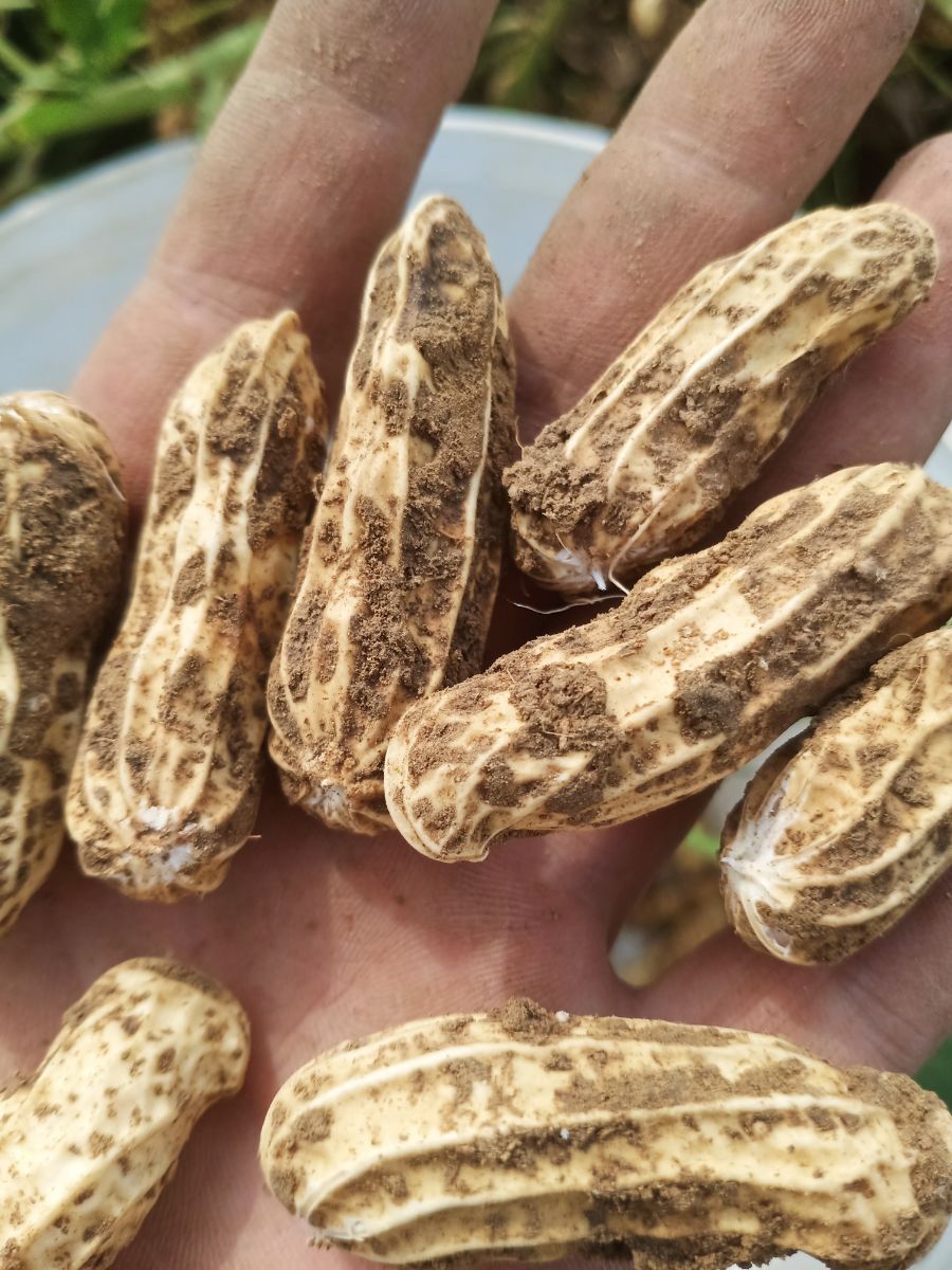 云南七彩花生 新鲜湿花生 现挖带壳 野地 农家自种 五彩水果晒干 七彩