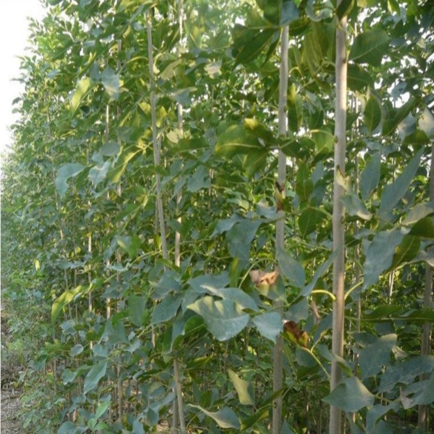 白蜡苗树苗速生白蜡树苗对节白蜡小苗庭院室外耐寒植物绿化苗木113