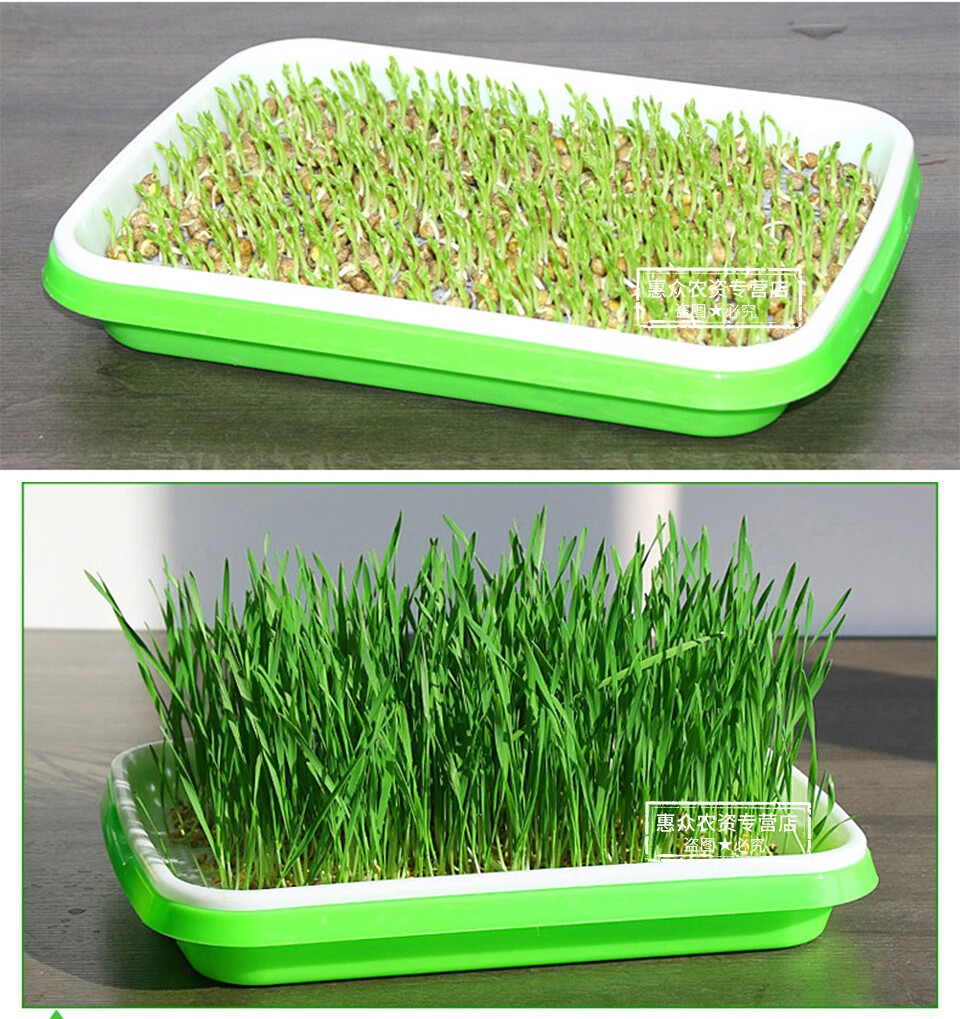 育苗盘纸上种菜架子豆芽菜芽苗菜种植盘育苗架无土栽培设备容器水培