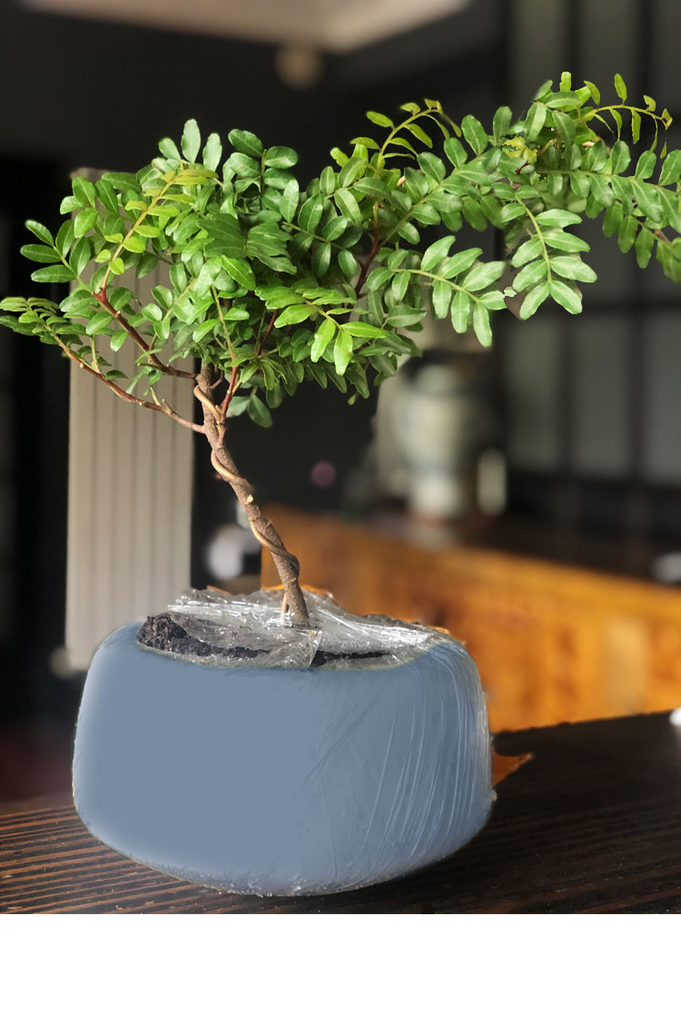 正宗云南红芽清香木造型盆栽树苗幼苗驱蚊草植物室外好养水培盆景