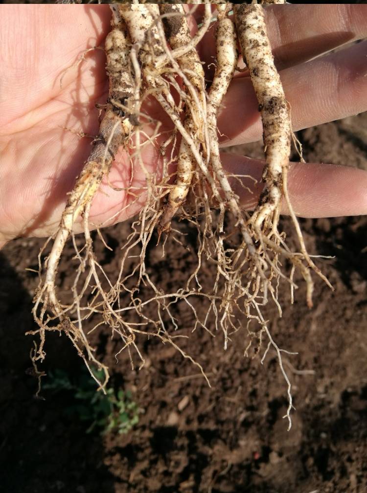 长白山人参种子野山参苗人参苗四季易种中药材易活室内观花卉盆栽 -量