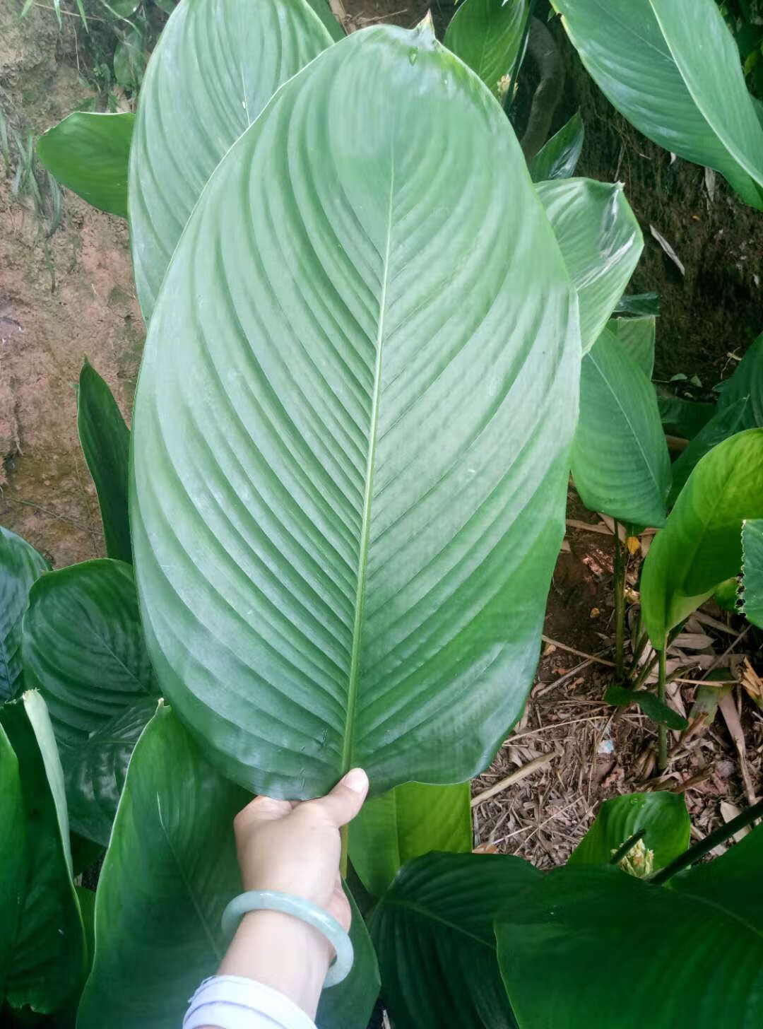 新鲜粽叶广西大粽叶现摘发货裹蒸粽柊叶竹叶粽叶冬叶赠棉线中叶30张15