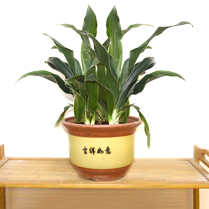 中华万年青盆栽植物室内外绿植 四季常青好养 一盆万年青(红色陶瓷盆)