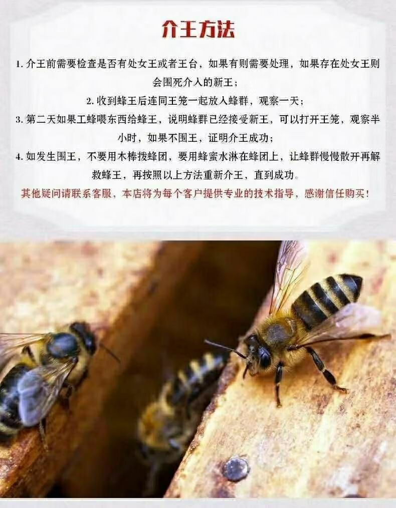 中蜂王种王新开产卵王阿坝广西本地土蜂王双色优交尾高产蜜蜂王仓王