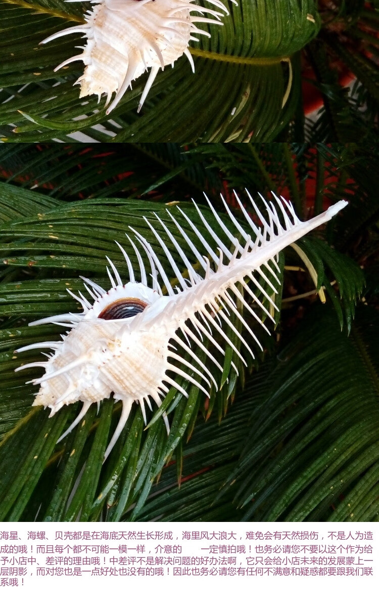 美恋 天然海螺摆件维纳斯骨螺 女巫骨螺标本螺 橱窗装饰 水族鱼缸造景