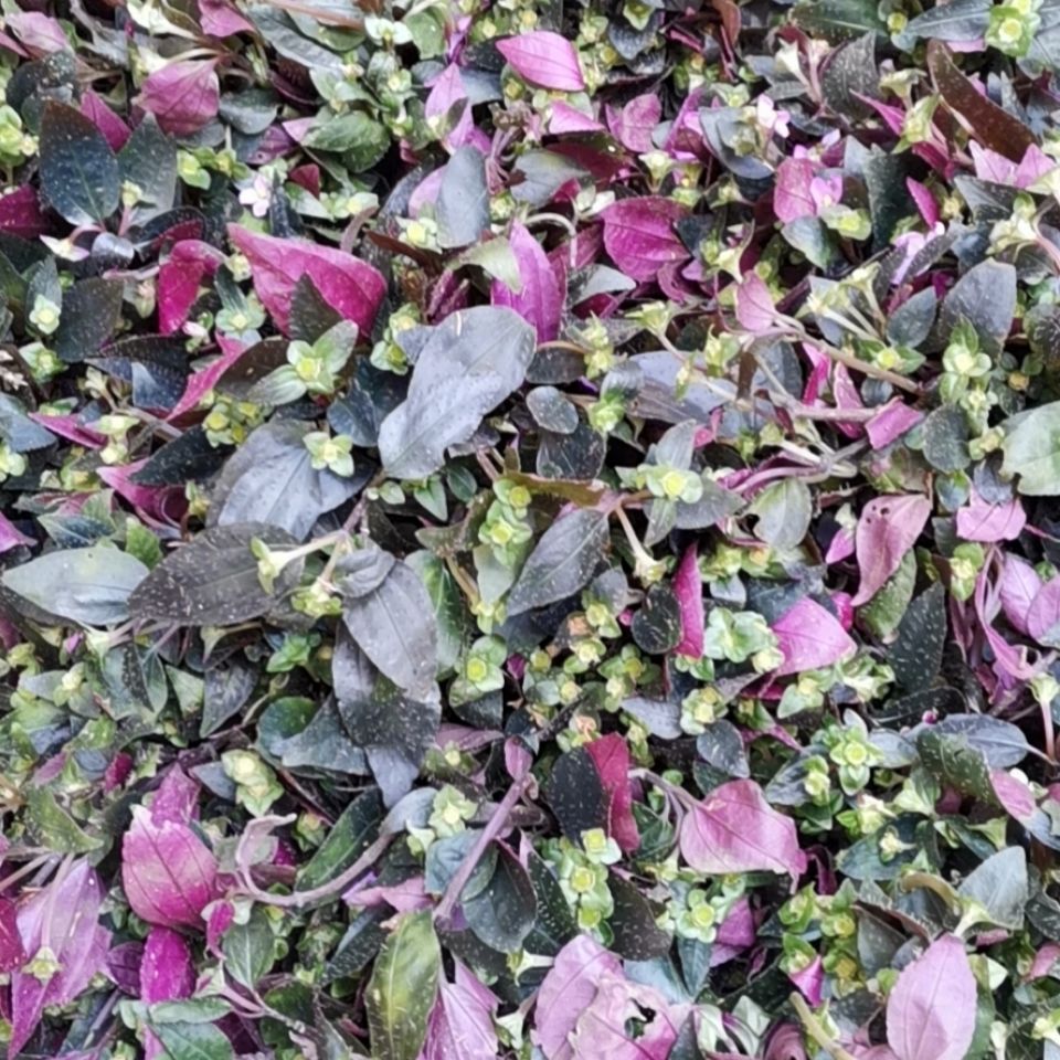 伟博新鲜风柜斗草鲜货500g风骨草风鼓草风谷草诸头红肉穗草500g