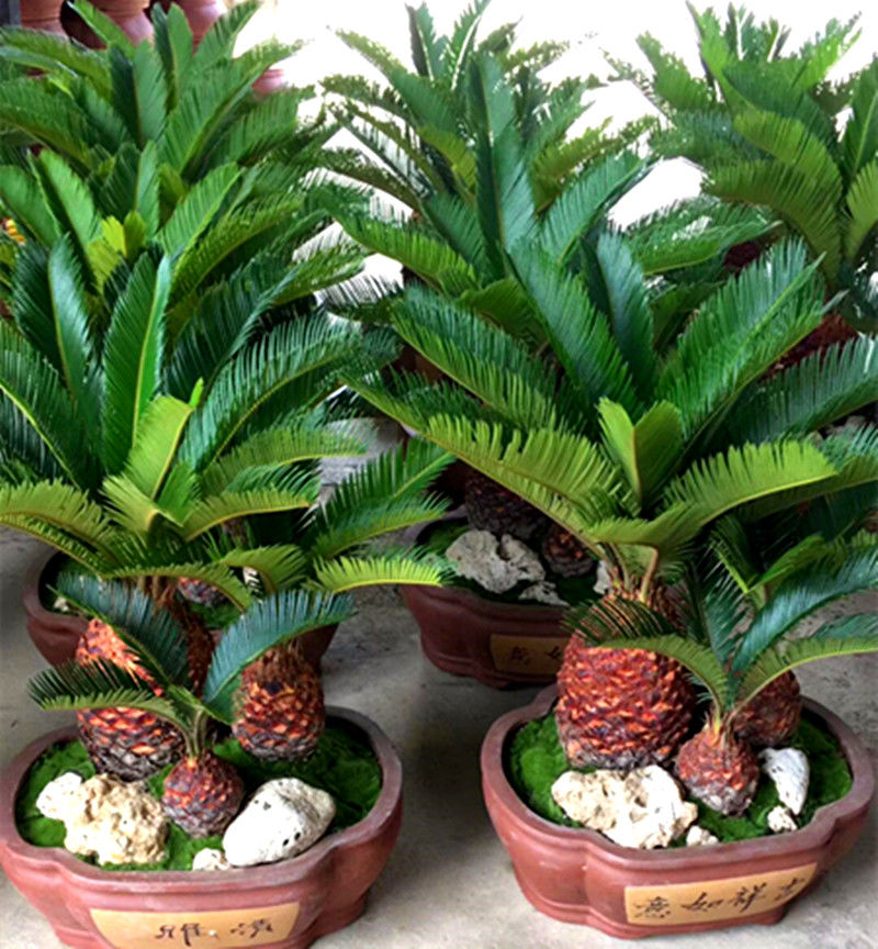 玫瑰情缘铁树苗盆栽盆景大型庭院客厅阳台室内绿植四季常青花卉植物