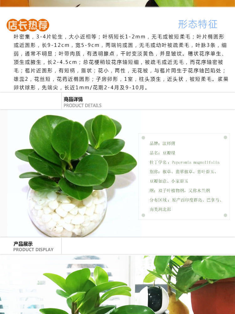 豆瓣绿盆栽吸烟鬼青叶碧玉盆栽净化空气室内花卉绿植吸甲醛盆栽炫绿