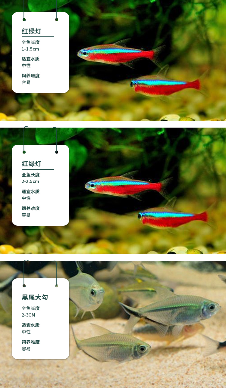 榮鬱紅綠燈魚活體熱帶觀賞魚小型淡水魚新手好養黑尾大勾魚152cm紅