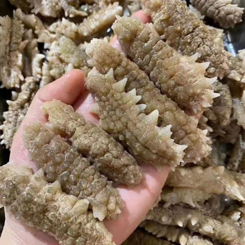 黄玉参海参干货印尼黄肉参仔小黄玉参酒店食材用料非即吃辽参100g 100