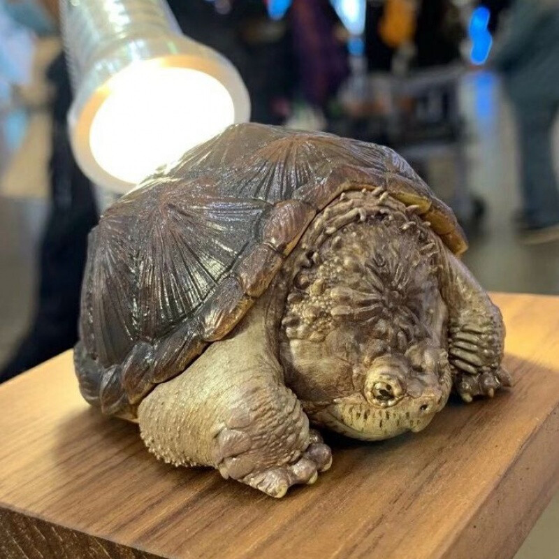 动物星球心宽体胖系列渠道仿真龟模型摆件品大厅摆设装饰收藏预售