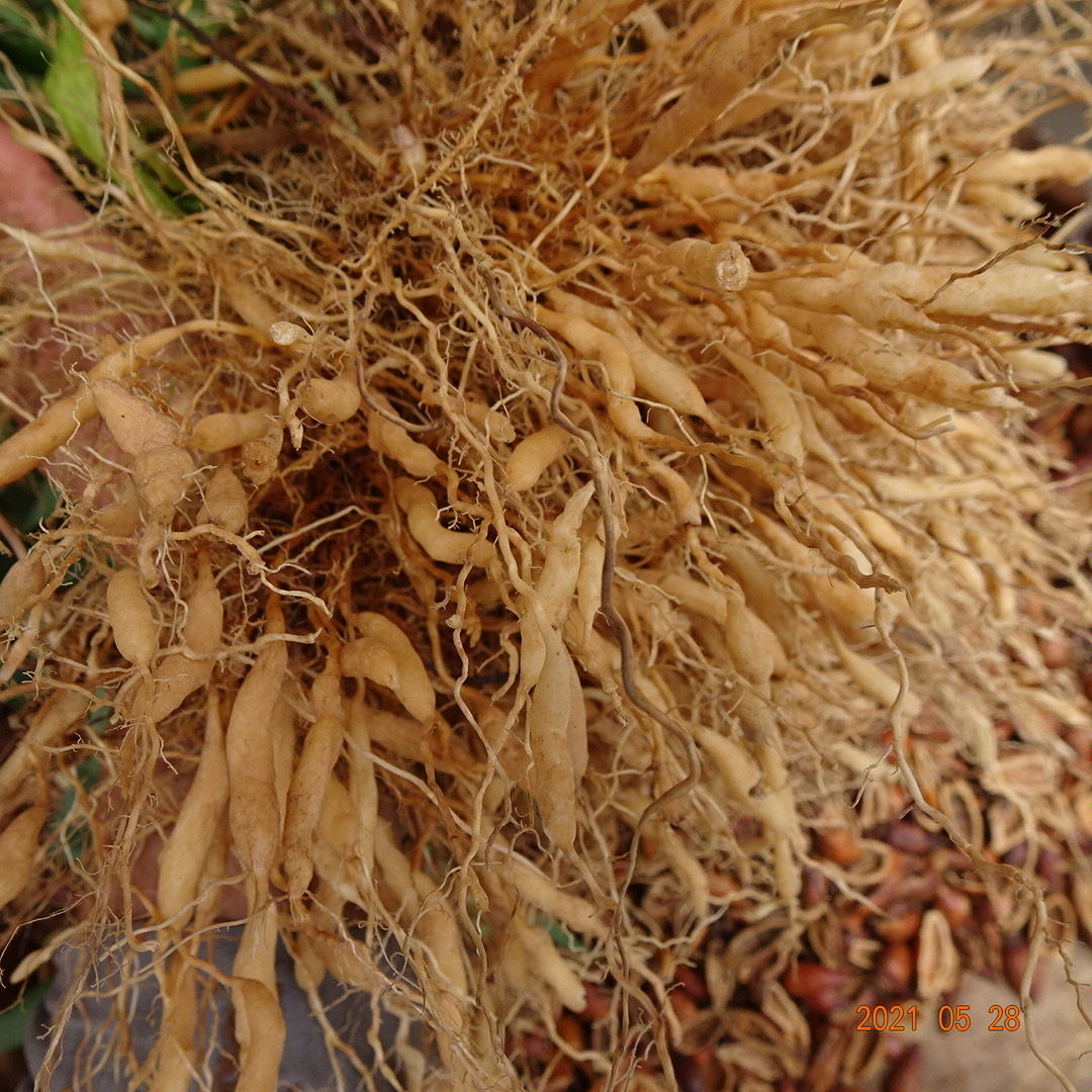 【淡竹叶纯根】广东中药材淡竹叶纯根山鸡米竹叶麦冬火去利尿/伟博 4