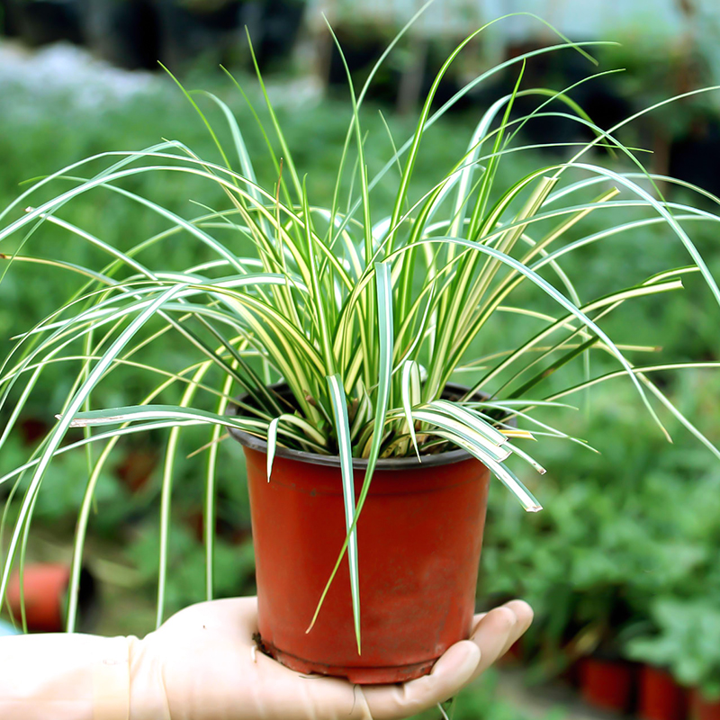 观赏草金叶石菖蒲金丝苔草埃弗里斯特鼠尾草盆栽植物 蓝羊茅 120#简易