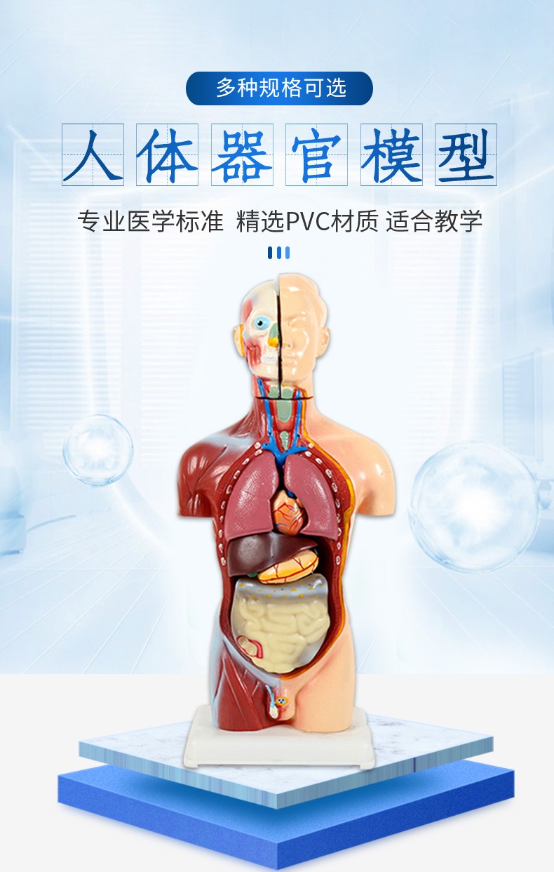 人体解剖模型器官可拆卸医学教学心脏内脏模型玩具躯干结构图精品医学
