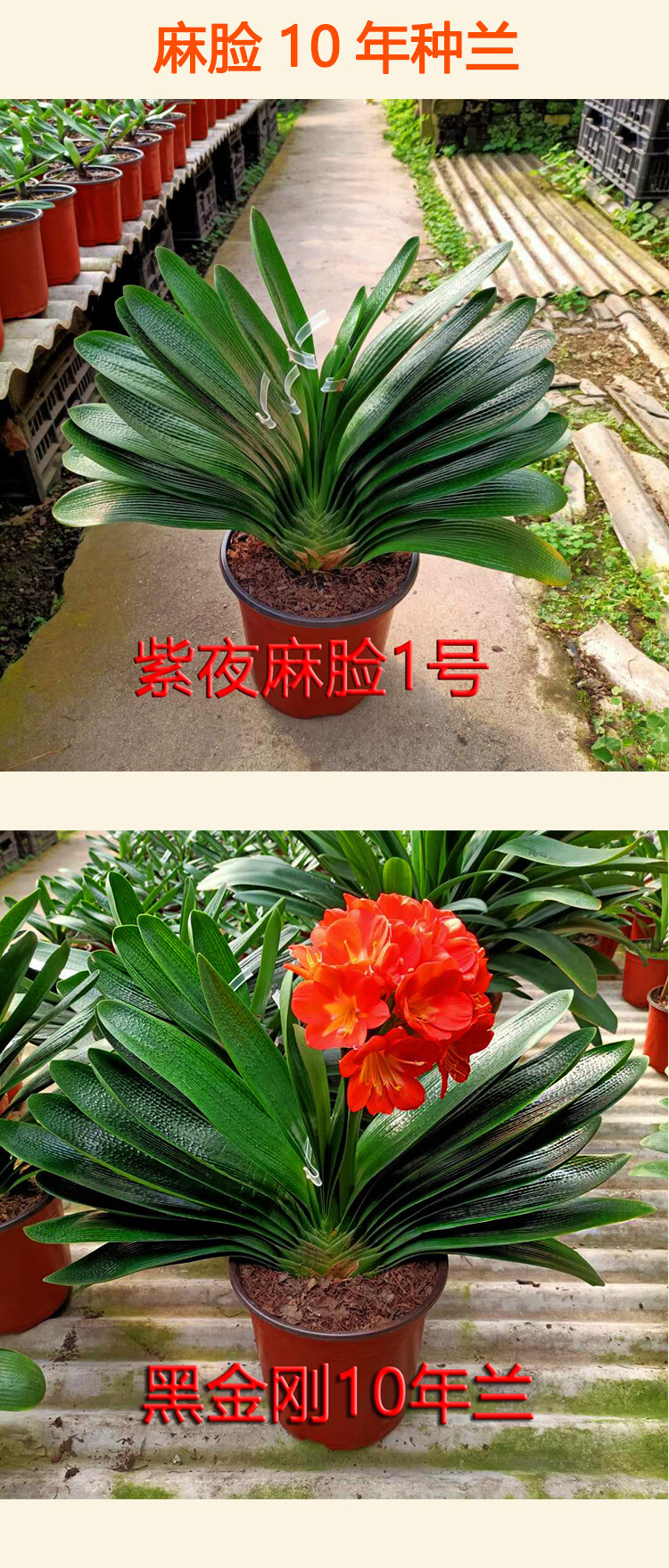 鞍山君子兰圆头麻脸宽短叶小苗和尚珍珠水晶麻脸花卉盆栽紫夜麻脸2到4