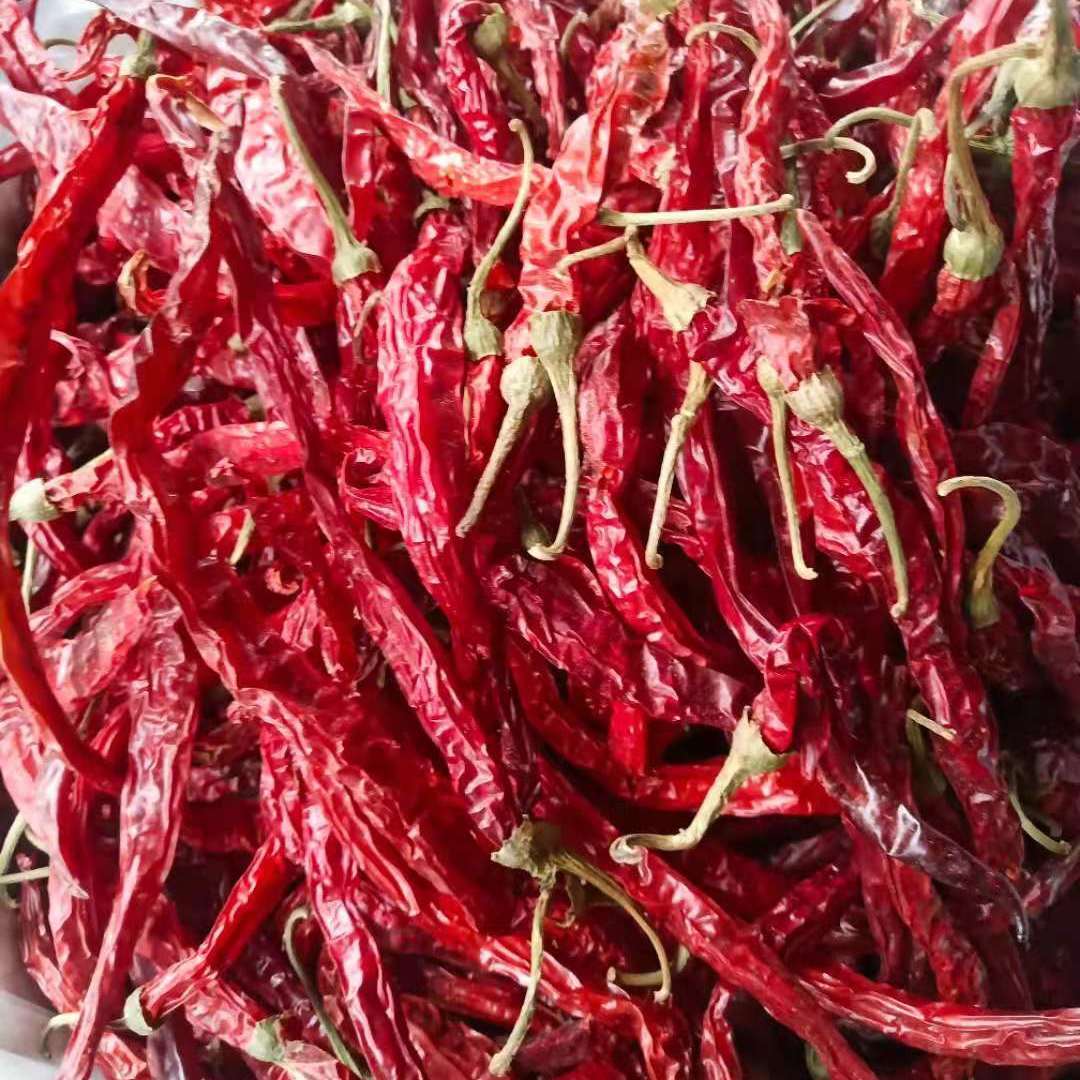 特香辣贵州大方特产皱皮辣椒之乡二荆条毕节皱皮干辣子 半斤(不带把)