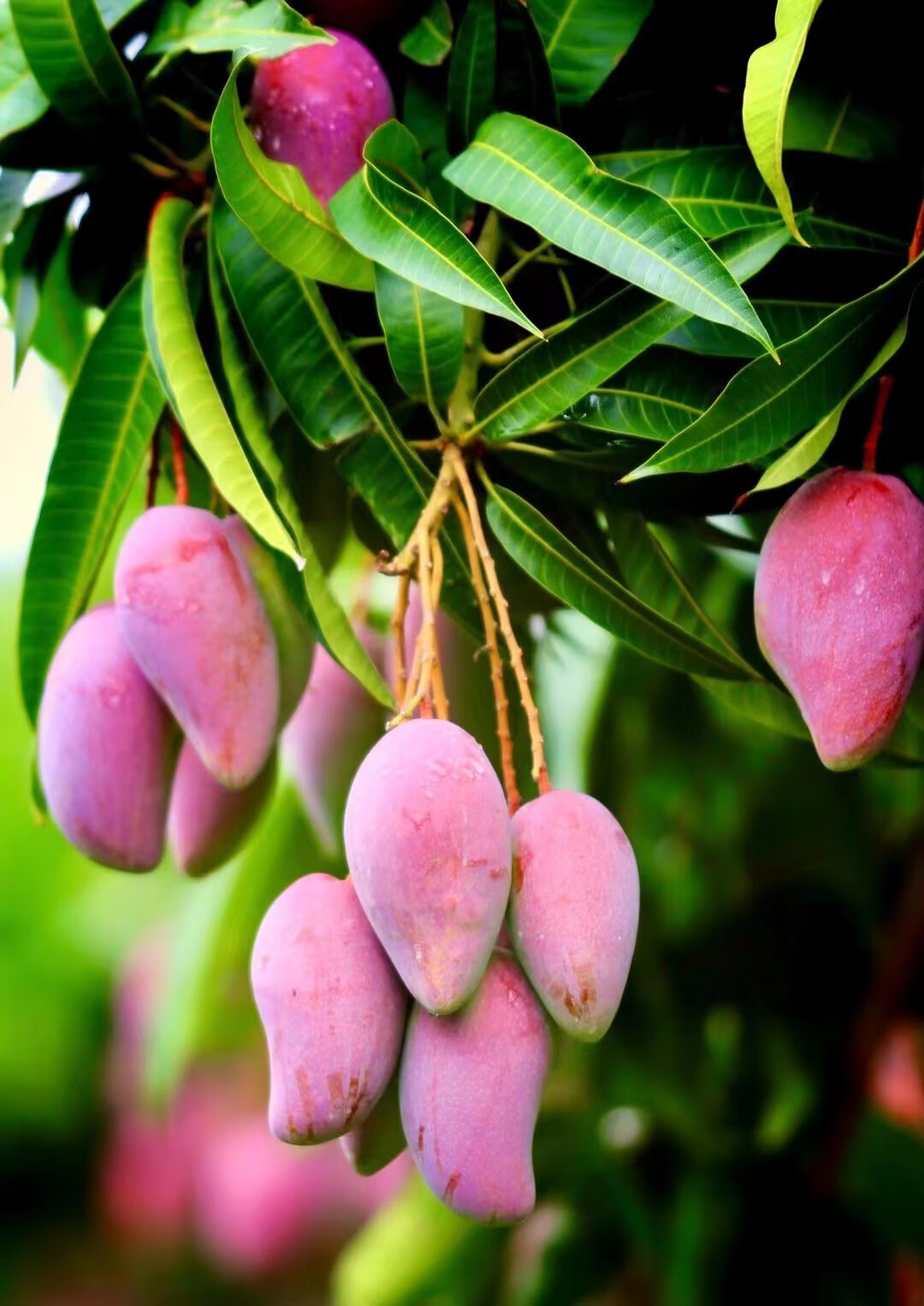顺丰空运多地次日达海南贵妃芒果精美礼盒树上熟新鲜水果芒果生鲜应当