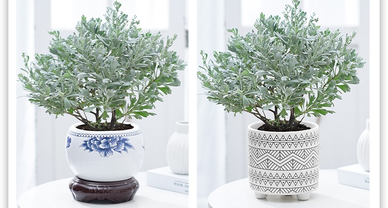 多瑙梦芙蓉菊盆栽植物室内外老桩花苗玉芙蓉盆景银叶菊四季常青好养