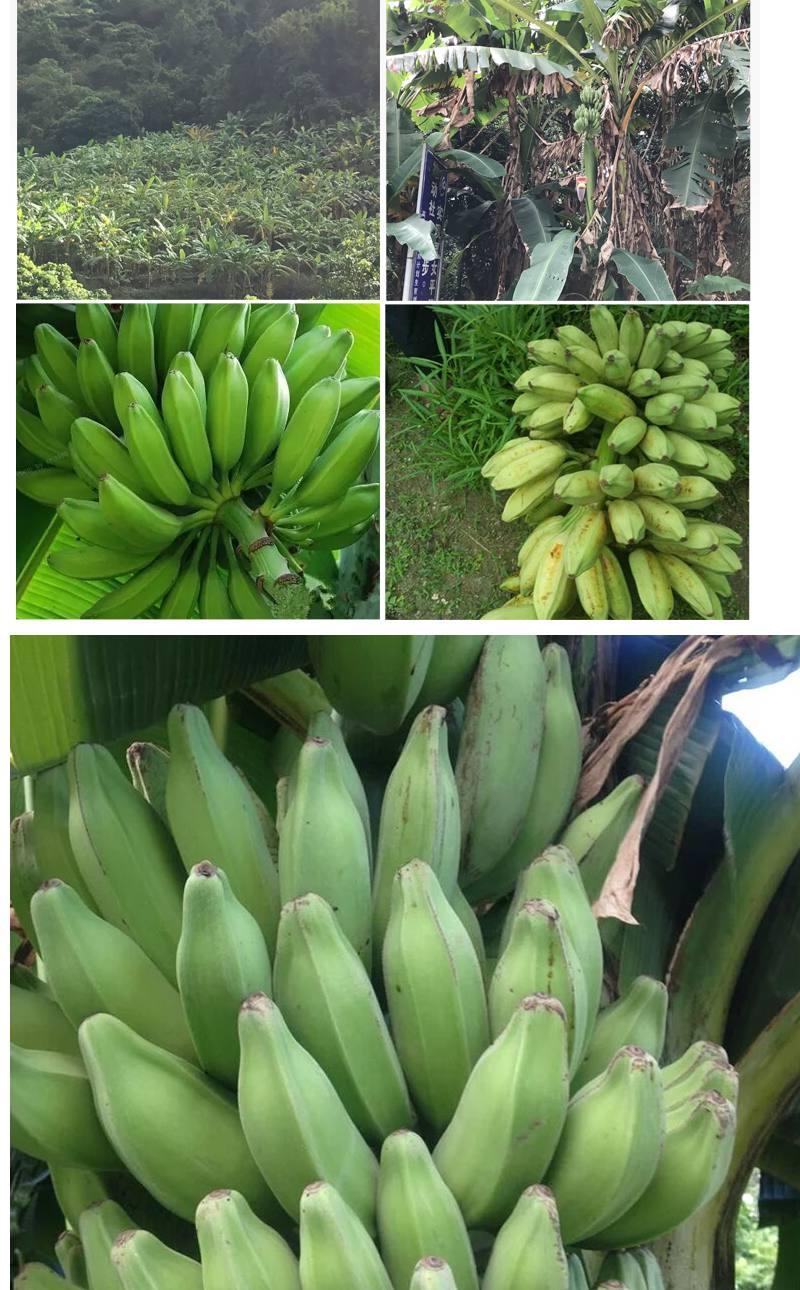 【精选生鲜】芭蕉大蕉plantain无催熟剂多规格可选 3斤【图片 价格