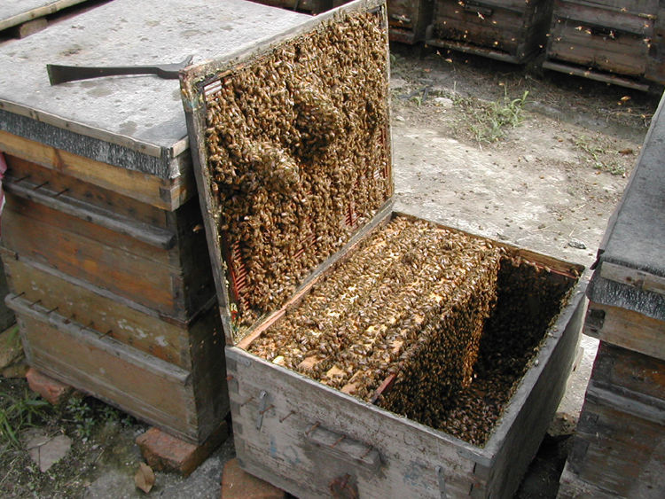 产卵双色阿坝仓王处女王老王包活靓王中蜂种蜜蜂王新开产土蜂活的广西